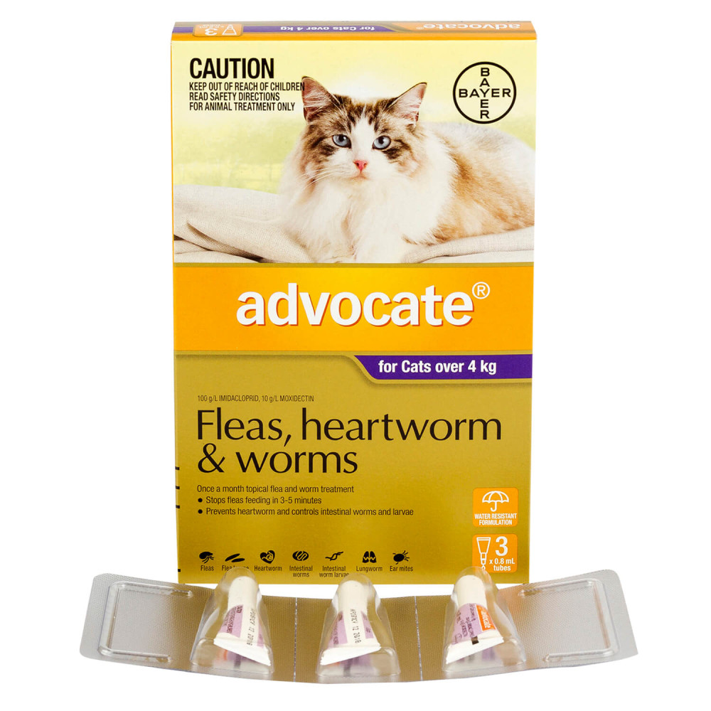 【極美品】【非売品】犬と猫の寄生虫症アトラス 極美品】【非売品】犬と猫の寄生虫症アトラス 最新な 極美